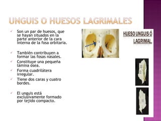 Son un par de huesos, que se hayan situados en la parte anterior de la cara interna de la fosa orbitaria. También contribuyen a formar las fosas nasales.  Constituye una pequeña lámina ósea. Forma cuadrilátera irregular.  Tiene dos caras y cuatro bordes. El unguis está exclusivamente formado por tejido compacto. 