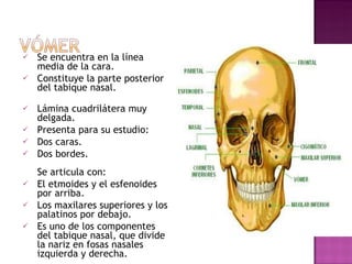 Se encuentra en la línea media de la cara.  Constituye la parte posterior del tabique nasal. Lámina cuadrilátera muy delgada. Presenta para su estudio: Dos caras. Dos bordes. Se articula con: El etmoides y el esfenoides por arriba. Los maxilares superiores y los palatinos por debajo. Es uno de los componentes del tabique nasal, que divide la nariz en fosas nasales izquierda y derecha. 