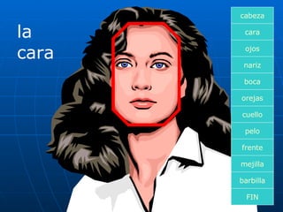 la cara cara boca nariz orejas cuello pelo frente mejilla ojos FIN barbilla cabeza 