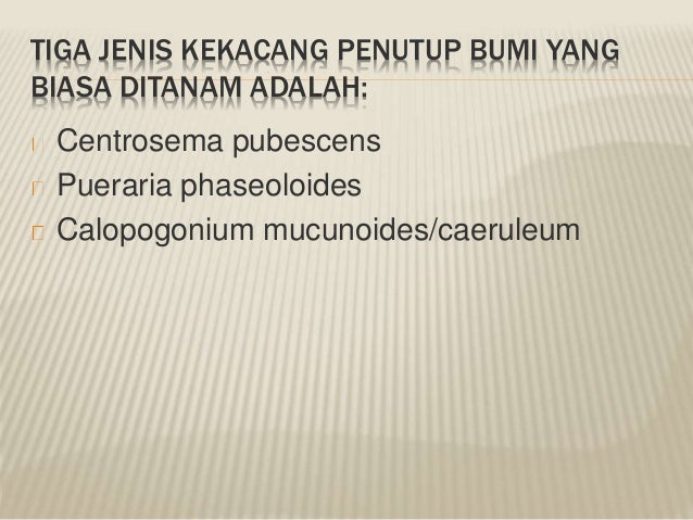 Cara cara menanam kelapa sawit powerpoint presentation
