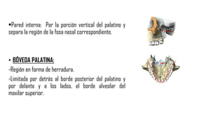 •Pared interna: Por la porción vertical del palatino y
separa la región de la fosa nasal correspondiente.
• BÓVEDA PALATINA:
-Región en forma de herradura.
-Limitada por detrás al borde posterior del palatino y
por delante y a los lados, el borde alveolar del
maxilar superior.
 