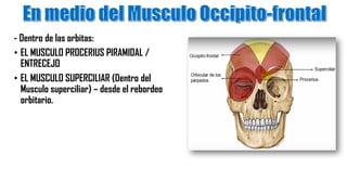 - Dentro de las orbitas:
• EL MUSCULO PROCERIUS PIRAMIDAL /
ENTRECEJO
• EL MUSCULO SUPERCILIAR (Dentro del
Musculo superciliar) – desde el rebordeo
orbitario.
 