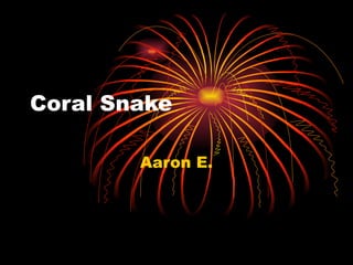 Coral Snake Aaron E. 