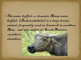 The water buffalo or domestic Asian water buffalo ( Bubalusbubalis ) is a large bovine animal, frequently used as livestock in southern Asia , and also widely in South America ,southern Europe , north Africa , and elsewhere. 