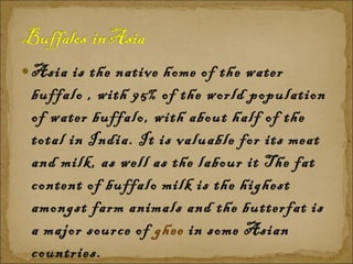 Asia is the native home of the water buffalo , with 95% of the world population of water buffalo, with about half of the total in India. It is valuable for its meat and milk, as well as the labour it The fat content of buffalo milk is the highest amongst farm animals and the butterfat is a major source of  ghee  in some Asian countries.  