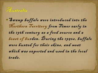 Swamp buffalo were introduced into the  Northern Territory  from Timor early in the 19th century as a food source and a  beast of bu rden. During the 1950s, buffalo were hunted for their skins, and meat which was exported and used in the local trade. 