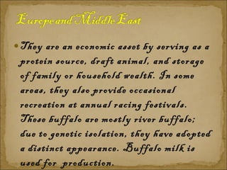 They are an economic asset by serving as a protein source, draft animal, and storage of family or household wealth. In some areas, they also provide occasional recreation at annual racing festivals. These buffalo are mostly river buffalo; due to genetic isolation, they have adopted a distinct appearance. Buffalo milk is used for  production.  