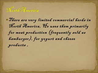 There are very limited commercial herds in North America, He uses them primarily for meat production (frequently sold as hamburger), for yogurt and cheese products ,  
