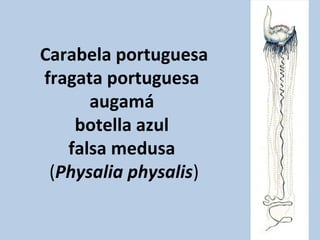 Carabela portuguesa
fragata portuguesa
augamá
botella azul
falsa medusa
(Physalia physalis)

 