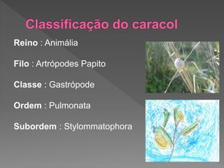 Reino : Animália
Filo : Artrópodes Papito
Classe : Gastrópode
Ordem : Pulmonata
Subordem : Stylommatophora
 
