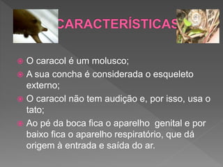  O caracol é um molusco;
 A sua concha é considerada o esqueleto
externo;
 O caracol não tem audição e, por isso, usa o
tato;
 Ao pé da boca fica o aparelho genital e por
baixo fica o aparelho respiratório, que dá
origem à entrada e saída do ar.
 