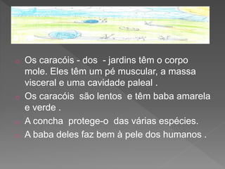 o Os caracóis - dos - jardins têm o corpo
mole. Eles têm um pé muscular, a massa
visceral e uma cavidade paleal .
o Os caracóis são lentos e têm baba amarela
e verde .
o A concha protege-o das várias espécies.
o A baba deles faz bem à pele dos humanos .
 