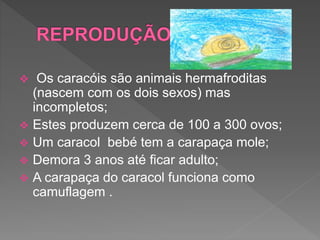  Os caracóis são animais hermafroditas
(nascem com os dois sexos) mas
incompletos;
 Estes produzem cerca de 100 a 300 ovos;
 Um caracol bebé tem a carapaça mole;
 Demora 3 anos até ficar adulto;
 A carapaça do caracol funciona como
camuflagem .
 