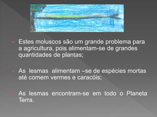  Estes moluscos são um grande problema para
a agricultura, pois alimentam-se de grandes
quantidades de plantas;
 As lesmas alimentam –se de espécies mortas
até comem vermes e caracóis;
 As lesmas encontram-se em todo o Planeta
Terra.
 
