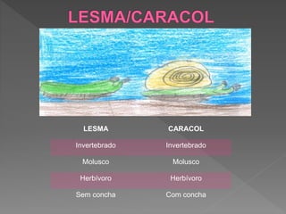LESMA CARACOL
Invertebrado Invertebrado
Molusco Molusco
Herbívoro Herbívoro
Sem concha Com concha
 