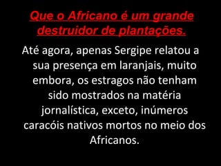 Até agora, apenas Sergipe relatou a sua presença em laranjais, muito embora, os estragos não tenham sido mostrados na matéria jornalística, exceto, inúmeros caracóis nativos mortos no meio dos Africanos. Que o Africano é um grande destruidor de plantações. 