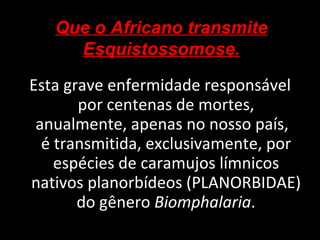 Esta grave enfermidade responsável por centenas de mortes, anualmente, apenas no nosso país,  é transmitida, exclusivamente, por espécies de caramujos límnicos nativos planorbídeos (PLANORBIDAE) do gênero  Biomphalaria . Que o Africano transmite Esquistossomose. 