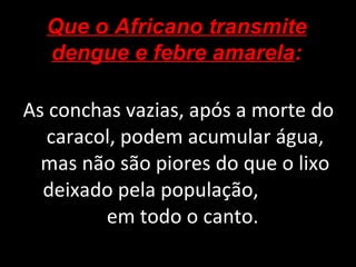 As conchas vazias, após a morte do caracol, podem acumular água, mas não são piores do que o lixo deixado pela população,  em todo o canto.  Que o Africano transmite dengue e febre amarela : 