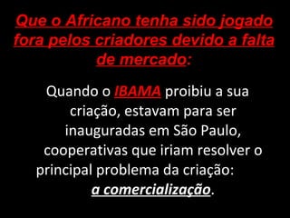 Quando o  IBAMA  proibiu a sua criação, estavam para ser inauguradas em São Paulo, cooperativas que iriam resolver o principal problema da criação:  a comercialização . Que o Africano tenha sido jogado fora pelos criadores devido a falta de mercado : 