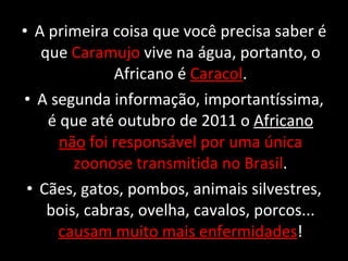 A primeira coisa que você precisa saber é que  Caramujo  vive na água, portanto, o Africano é  Caracol . A segunda informação, importantíssima, é que até outubro de 2011 o  Africano  não  foi responsável por uma única zoonose transmitida no Brasil . Cães, gatos, pombos, animais silvestres, bois, cabras, ovelha, cavalos, porcos...  causam muito mais enfermidades ! 