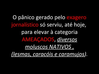 O pânico gerado pelo  exagero jornalístico  só serviu, até hoje,  para elevar à categoria  AMEAÇADOS ,  diversos moluscos NATIVOS , (lesmas, caracóis e caramujos ). 
