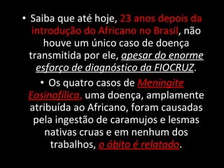 Saiba que até hoje,  23 anos depois da introdução do Africano no Brasil , não houve um único caso de doença transmitida por ele,  apesar do enorme esforço de diagnóstico da FIOCRUZ . Os quatro casos de  Meningite Eosinofílica ,  uma doença, amplamente atribuída ao Africano, foram causadas pela ingestão de caramujos e lesmas nativas cruas e em nenhum dos trabalhos,  o óbito é relatado . 