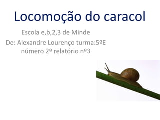 Locomoção do caracol
     Escola e,b,2,3 de Minde
De: Alexandre Lourenço turma:5ºE
     número 2º relatório nº3
 