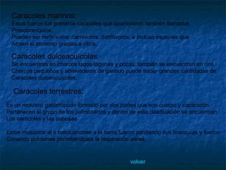Caracoles marinos: Estos fueron los primeros caracoles que aparecieron también llamados Prosobranquios. Pueden ser herbívoros ,carnívoros ,detritivoros, e incluso especies que Atraen el alimento gracias a cilios. Caracoles dulceacuícolas   : Se encuentras en charcos lagos lagunas y pozas, también se encuentran en ríos Charcos pequeños y abrevaderos de ganado puede haber grandes cantidades de  Caracoles dulceacuícolas. Es un molusco gasterópodo formado por dos partes que son cuerpo y caparazón.  Pertenecen al grupo de los pulmonados y dentro de esta clasificación se encuentran Los caracoles y las babosas  Estos moluscos al ir habituándose a la tierra fueron perdiendo sus branquias y fueron Ganando pulmones permitiéndoles la respiración aérea. Caracoles terrestres: volver 
