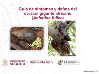 Guía de síntomas y daños del
caracol gigante africano
(Achatina fulica)
Septiembre de 2019
 