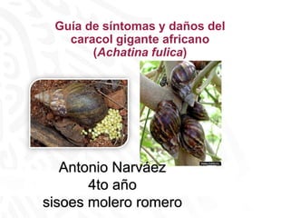 Guía de síntomas y daños del
caracol gigante africano
(Achatina fulica)
Septiembre de 2019
Antonio Narváez
4to año
sisoes molero romero
 