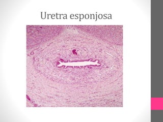 Características histológicas de la uretra masculina. | PPTX
