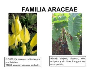 FAMILIA ARACEAE




FLORES: Eje carnoso cubiertas por    HOJAS: simples, alternas, con
una bráctea.                         estipulas y sin látex, invaginación
TALLO: carnoso, oloroso, anillado.   en el peciolo.
 