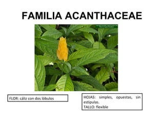 FAMILIA ACANTHACEAE




FLOR: cáliz con dos lóbulos   HOJAS: simples, opuestas, sin
                              estipulas.
                              TALLO: flexible
 