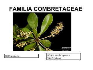 FAMILIA COMBRETACEAE




FLOR: en peine   HOJAS: simple, opuesta.
                 TALLO: leñoso.
 