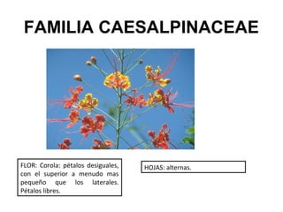 FAMILIA CAESALPINACEAE




FLOR: Corola: pétalos desiguales,   HOJAS: alternas.
con el superior a menudo mas
pequeño que los laterales.
Pétalos libres.
 
