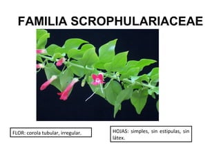 FAMILIA SCROPHULARIACEAE




FLOR: corola tubular, irregular.   HOJAS: simples, sin estipulas, sin
                                   látex.
 