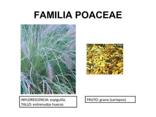 FAMILIA POACEAE




INFLORESCENCIA: espiguilla.   FRUTO: grano (cariopsis).
TALLO: entrenudos huecos
 
