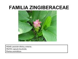 FAMILIA ZINGIBERACEAE




HOJAS: posición dística, enteras.
FRUTO: capsula loculicida.
Plantas aromáticas.
 