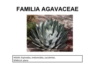 FAMILIA AGAVACEAE




HOJAS: Espinadas, endurecidas, suculentas.
SEMILLA: plana
 