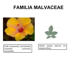 FAMILIA MALVACEAE




FLOR: actinomorfa, hermafrodita,   HOJAS: simples, alternas, con
estambres            numerosos,    estipulas libres.
monodelfos.
 