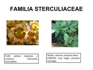 FAMILIA STERCULIACEAE




FLOR: pétalos   reducidos o     HOJAS: alternas, estipulas libres.
ausentes.          Filamentos   CORTEZA: tiras largas, presenta
monodelfos.                     mucilago.
 