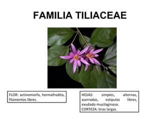 FAMILIA TILIACEAE




FLOR: actinomorfa, hermafrodita,   HOJAS:     simples,     alternas,
filamentos libres.                 aserradas,    estipulas    libres,
                                   exudado mucilaginoso.
                                   CORTEZA: tiras largas.
 