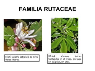 FAMILIA RUTACEAE




FLOR: Estigma sobresale de la fila   HOJAS:        alternas,    puntos
de las anteras.                      traslucidos en el limbo, olorosas,
                                     sin estipulas, sin látex.
 