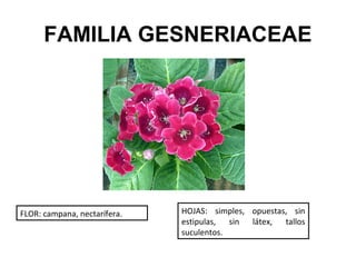 FAMILIA GESNERIACEAE




FLOR: campana, nectarífera.   HOJAS: simples, opuestas, sin
                              estipulas, sin látex, tallos
                              suculentos.
 