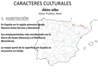 CARACTERES CULTURALES
1. HABITACIÓN
Abies alba
Abeto, Pinabete, Abete
En España en la región pirenaica desde
Navarra hasta Gerona y Barcelona.
Sus emplazamientos más meridionales en la
Sierra de Guara (Huesca) y el Montseny
(Barcelona).
La mayor parte de la superficie en España se
encuentra en Lleida.
 