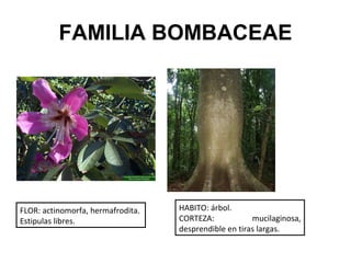 Caracteres Diagnosticos De Familias De Plantas | PPT