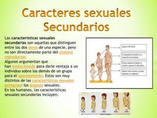 Las características sexuales
secundarias son aquellas que distinguen
entre los dos sexos de una especie, pero
no son directamente parte del sistema
reproductor.
Algunos argumentan que
han evolucionado para darle ventaja a un
individuo sobre los demás de un grupo
para el apareamiento. Estos son muy
distintos de las características sexuales
primarias: los órganos sexuales.
En los humanos, las características
sexuales secundarias incluyen:
 