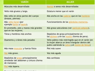 VARÓN                                     MUJER
Músculos más desarrollado                Mamas o senos más desarrolladas

Vello más grueso y largo.                Estatura menor que el varón

Más vello en otras partes del cuerpo     Más ancha en las caderas que en los hombres
(brazos, piernas)
Más vello facial (por                    Funcionamiento de las glándulas mamarias.
ejemplo barba y bigote).
En promedio, pies y manos más grandes    Más grasa subcutánea (ver panículo adiposo).
que en las mujeres.
Tórax y hombros más anchos               Depósitos de grasa principalmente en
                                         los glúteos y en los muslos (forma de pera).
Osamenta y cráneo más pesados            Vello púbico más restringido que en el varón (en
                                         la mujer abarca un área triangular dentro del
                                         pubis cubriendo la vulva y el monte de Venus)
Más masa muscular y fuerza física        Piel más suave

Voz más grave.                           Voz más aguda

Depósitos de grasa principalmente        Más cariñosos
alrededor del abdomen y cintura (forma
de manzana)
Piel más áspera.
 