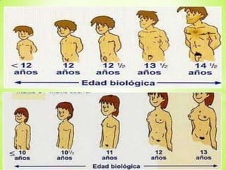 Caracteres primarios y secundarios