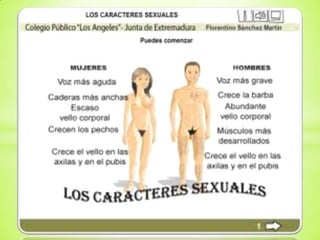 Caracteres primarios y secundarios